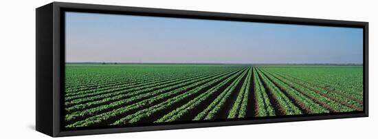 Lettuce Field San Joaquin Valley Fresno Ca USA-null-Framed Stretched Canvas