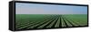 Lettuce Field San Joaquin Valley Fresno Ca USA-null-Framed Stretched Canvas