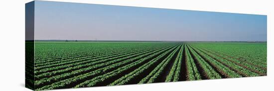 Lettuce Field San Joaquin Valley Fresno Ca USA-null-Stretched Canvas