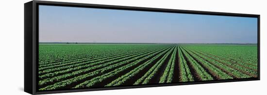 Lettuce Field San Joaquin Valley Fresno Ca USA-null-Framed Stretched Canvas