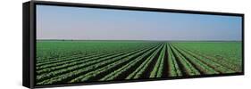 Lettuce Field San Joaquin Valley Fresno Ca USA-null-Framed Stretched Canvas