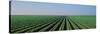 Lettuce Field San Joaquin Valley Fresno Ca USA-null-Stretched Canvas