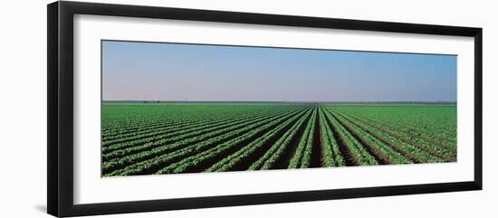 Lettuce Field San Joaquin Valley Fresno Ca USA-null-Framed Premium Photographic Print