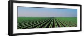 Lettuce Field San Joaquin Valley Fresno Ca USA-null-Framed Premium Photographic Print