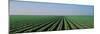 Lettuce Field San Joaquin Valley Fresno Ca USA-null-Mounted Premium Photographic Print