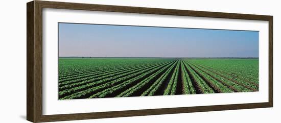 Lettuce Field San Joaquin Valley Fresno Ca USA-null-Framed Photographic Print