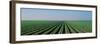 Lettuce Field San Joaquin Valley Fresno Ca USA-null-Framed Photographic Print