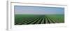 Lettuce Field San Joaquin Valley Fresno Ca USA-null-Framed Photographic Print