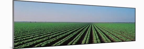 Lettuce Field San Joaquin Valley Fresno Ca USA-null-Mounted Photographic Print