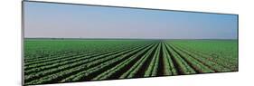 Lettuce Field San Joaquin Valley Fresno Ca USA-null-Mounted Photographic Print