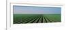 Lettuce Field San Joaquin Valley Fresno Ca USA-null-Framed Photographic Print