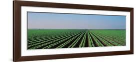 Lettuce Field San Joaquin Valley Fresno Ca USA-null-Framed Photographic Print