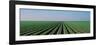 Lettuce Field San Joaquin Valley Fresno Ca USA-null-Framed Photographic Print