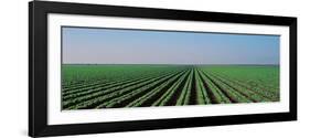 Lettuce Field San Joaquin Valley Fresno Ca USA-null-Framed Photographic Print