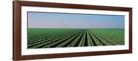 Lettuce Field San Joaquin Valley Fresno Ca USA-null-Framed Photographic Print