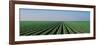 Lettuce Field San Joaquin Valley Fresno Ca USA-null-Framed Photographic Print