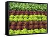 Lettuce Field-null-Framed Stretched Canvas