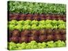 Lettuce Field-null-Stretched Canvas