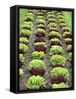 Lettuce Field-null-Framed Stretched Canvas