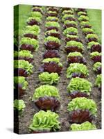 Lettuce Field-null-Stretched Canvas