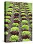 Lettuce Field-null-Stretched Canvas