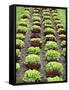 Lettuce Field-null-Framed Stretched Canvas