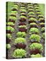 Lettuce Field-null-Stretched Canvas