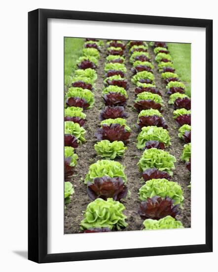 Lettuce Field-null-Framed Premium Photographic Print