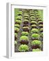 Lettuce Field-null-Framed Premium Photographic Print