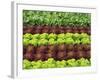 Lettuce Field-null-Framed Photographic Print