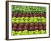 Lettuce Field-null-Framed Photographic Print