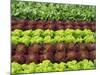 Lettuce Field-null-Mounted Photographic Print