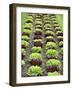 Lettuce Field-null-Framed Photographic Print