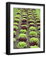 Lettuce Field-null-Framed Photographic Print