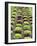 Lettuce Field-null-Framed Photographic Print