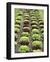 Lettuce Field-null-Framed Photographic Print