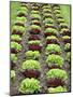 Lettuce Field-null-Mounted Photographic Print