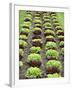 Lettuce Field-null-Framed Photographic Print