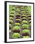 Lettuce Field-null-Framed Photographic Print