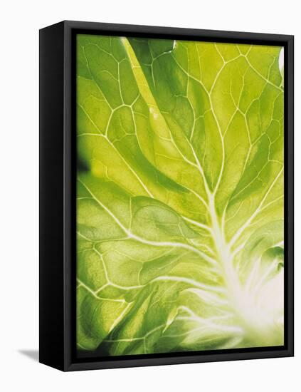 Lettuce Leaf Detail-Peter Rees-Framed Stretched Canvas