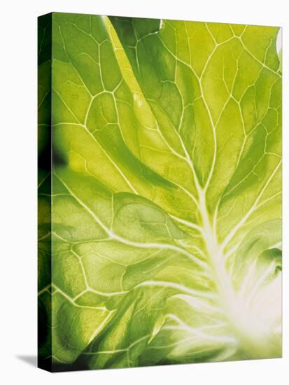 Lettuce Leaf Detail-Peter Rees-Stretched Canvas