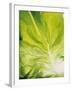 Lettuce Leaf Detail-Peter Rees-Framed Photographic Print