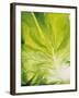 Lettuce Leaf Detail-Peter Rees-Framed Photographic Print