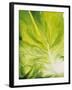 Lettuce Leaf Detail-Peter Rees-Framed Photographic Print