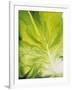 Lettuce Leaf Detail-Peter Rees-Framed Photographic Print