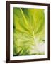 Lettuce Leaf Detail-Peter Rees-Framed Photographic Print