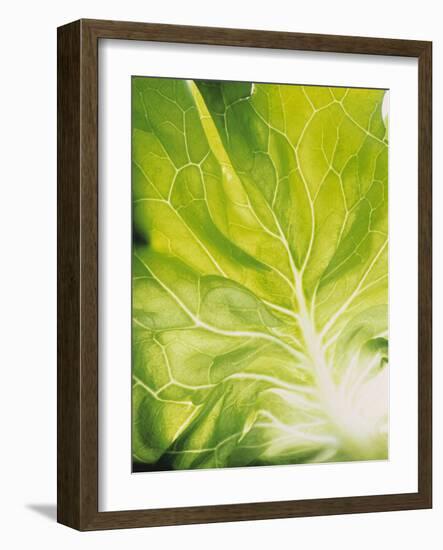 Lettuce Leaf Detail-Peter Rees-Framed Photographic Print