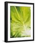 Lettuce Leaf Detail-Peter Rees-Framed Photographic Print