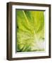 Lettuce Leaf Detail-Peter Rees-Framed Photographic Print