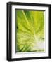 Lettuce Leaf Detail-Peter Rees-Framed Photographic Print